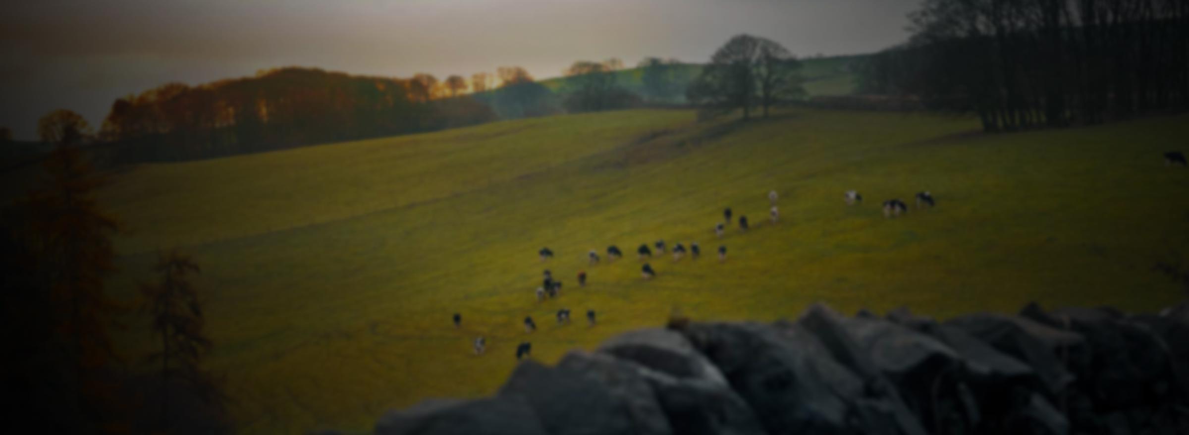 Cows in a field