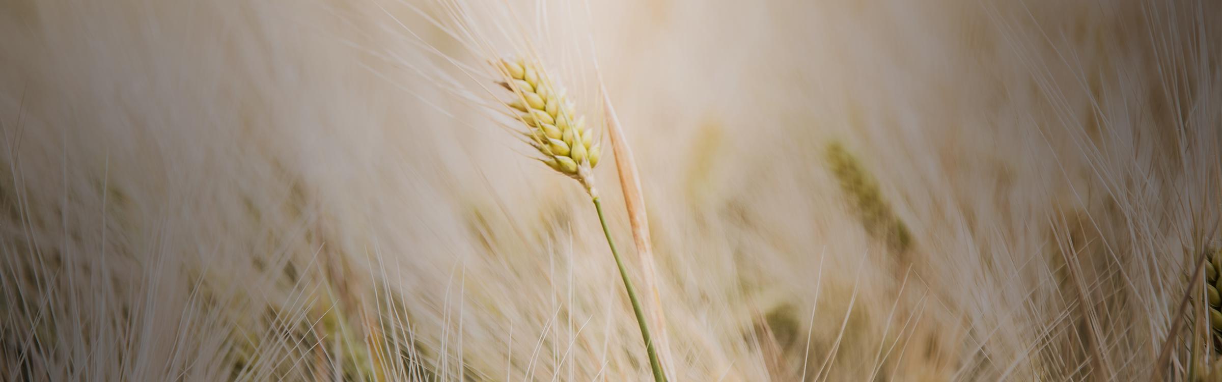Wheat in a field
