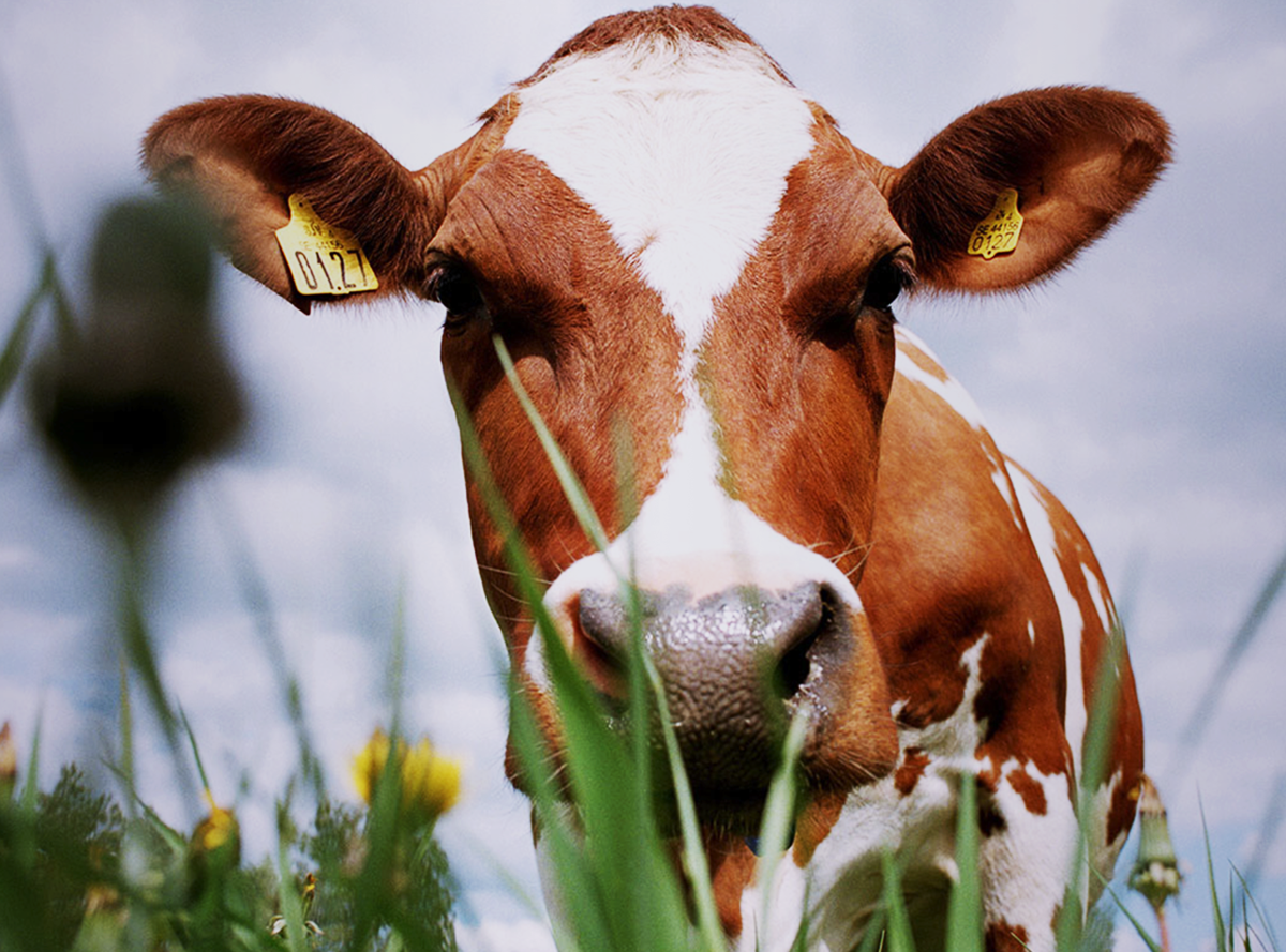 Close up photo of a cow