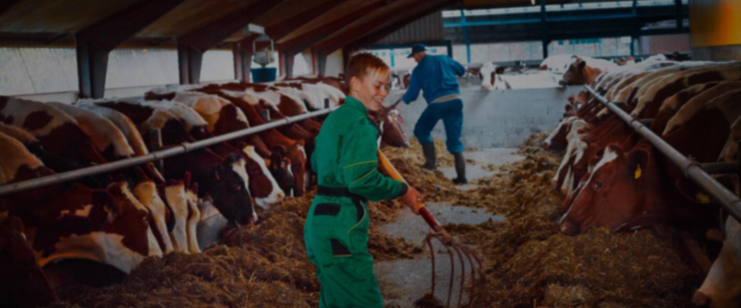 Two farmers feeding cows in a barn