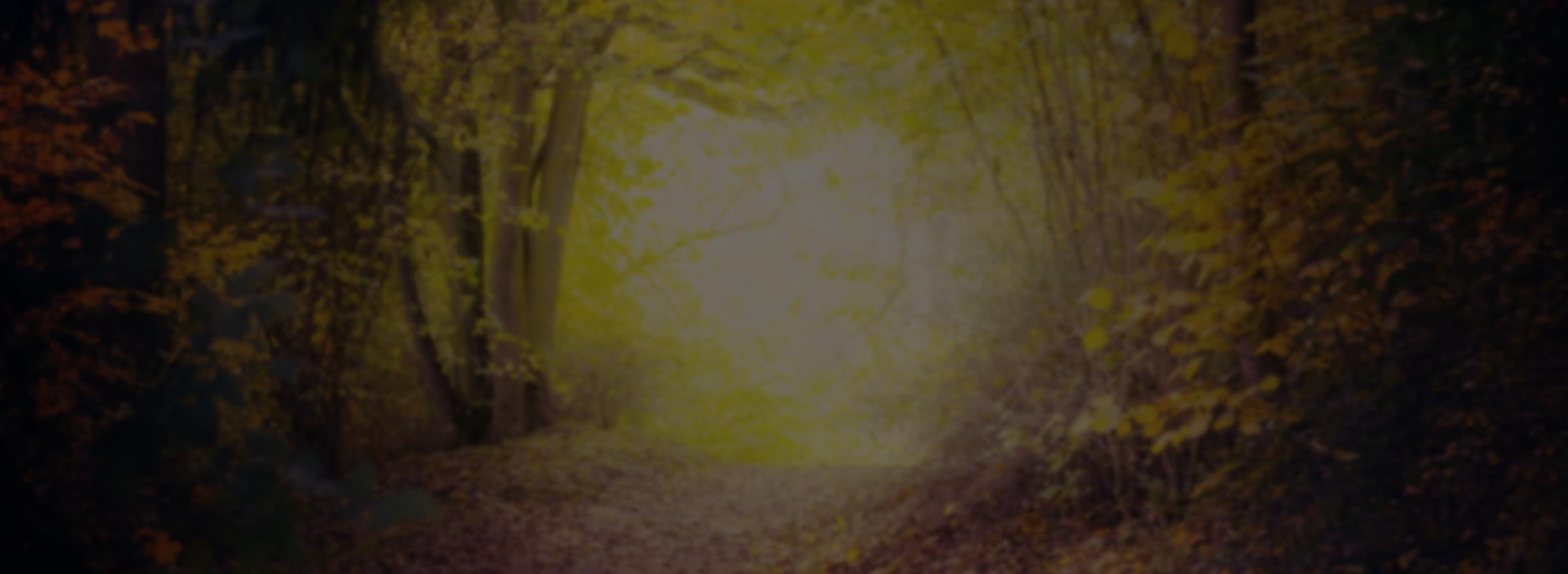 A forest path