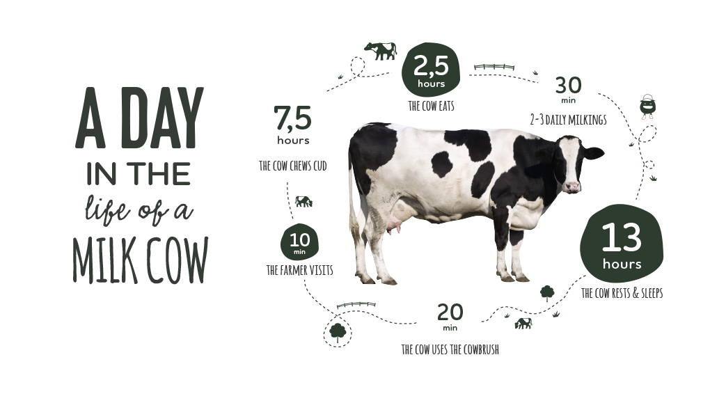 Our Farms Happy Cows Are Healthy Cows Arla Uk