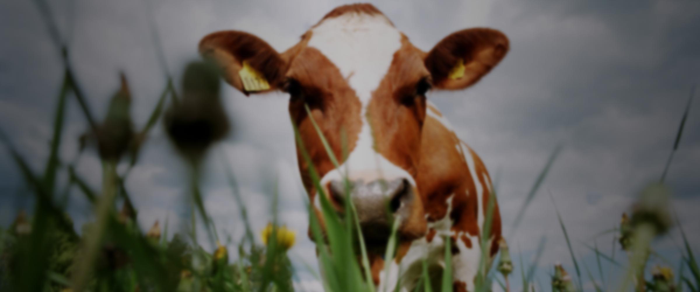 Close up of a cow in a field