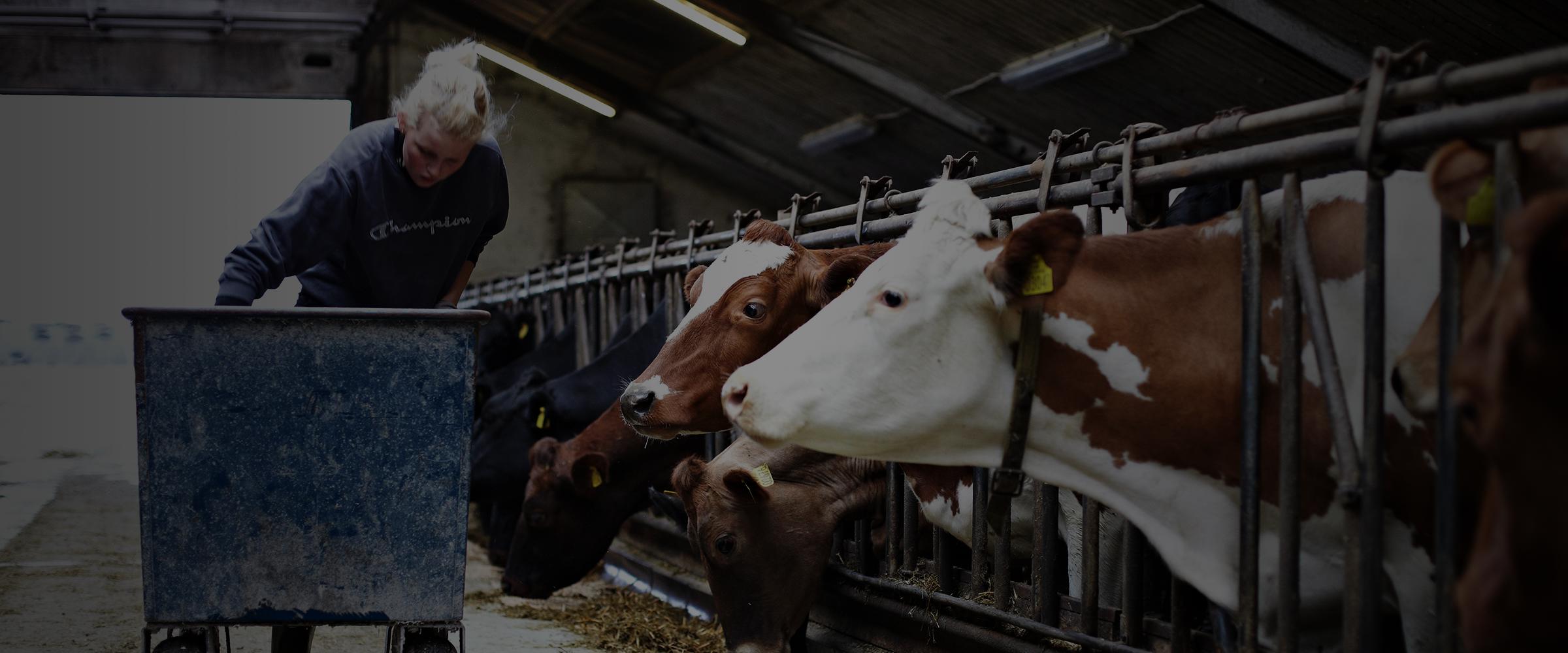 Farmer feeding cows in a barn