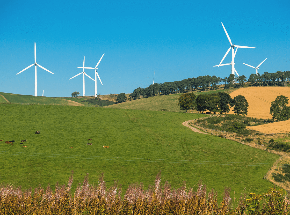Wind turbines behind a field with cows