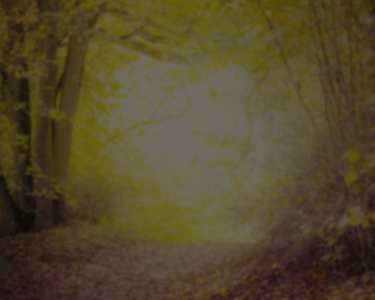 Gruffalo woods background