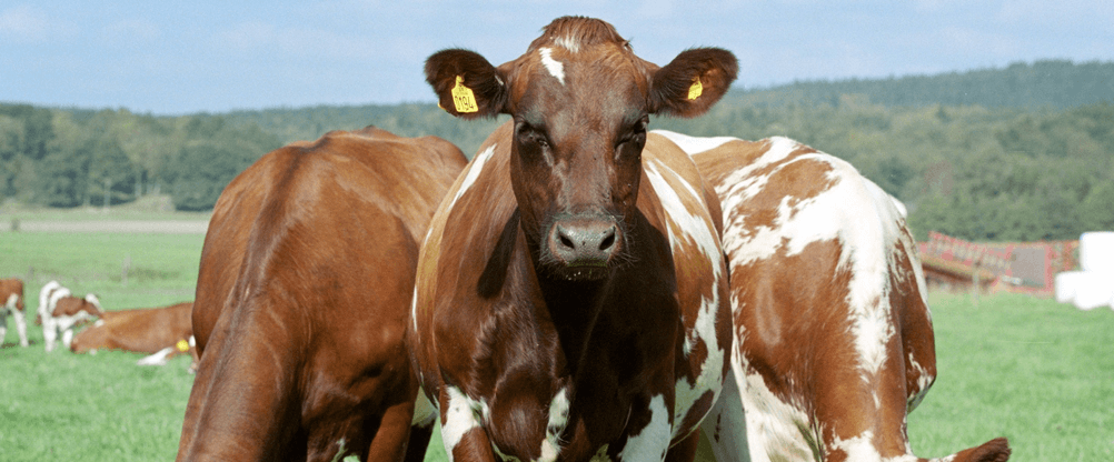 Brown and white cows in a field