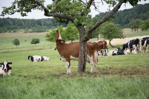 Cows in a field