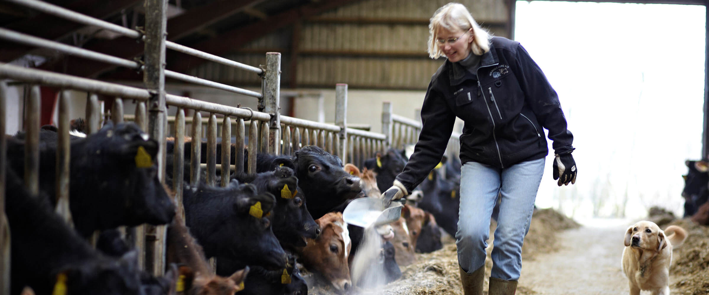 Cows being fed by a farmer