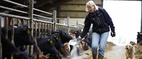 Cows being fed by a farmer