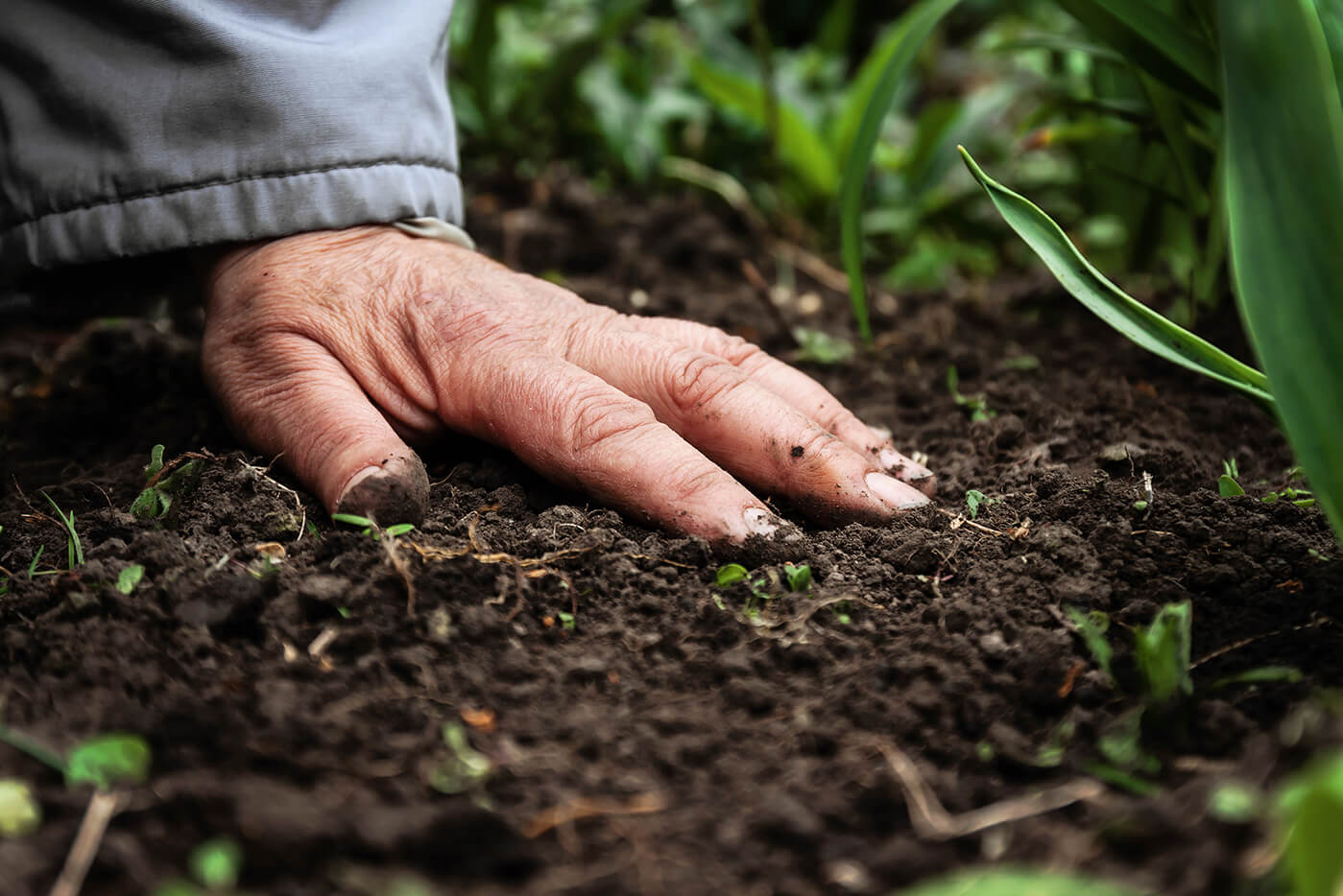 Hand in soil