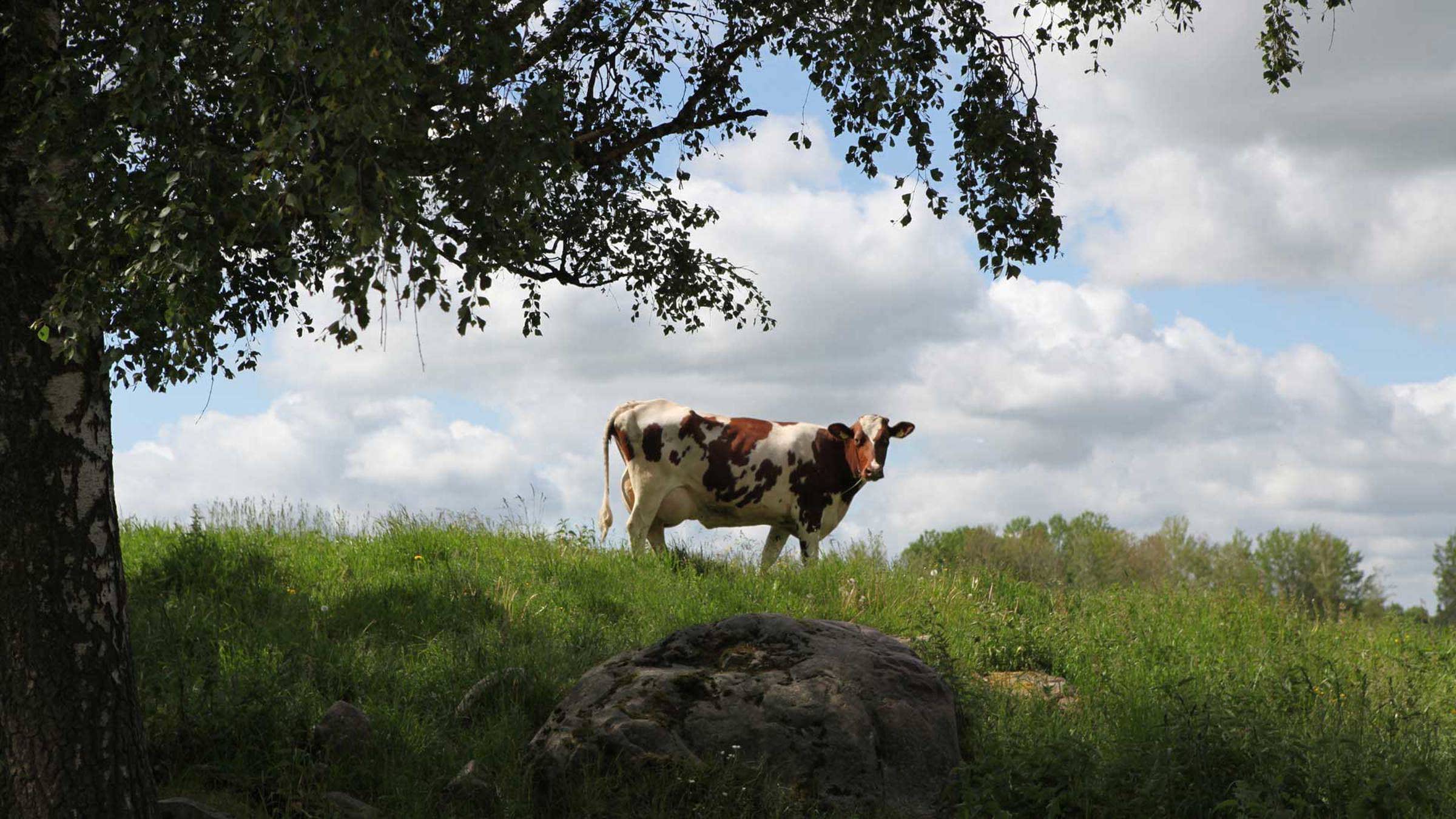 A cow standing on a hill