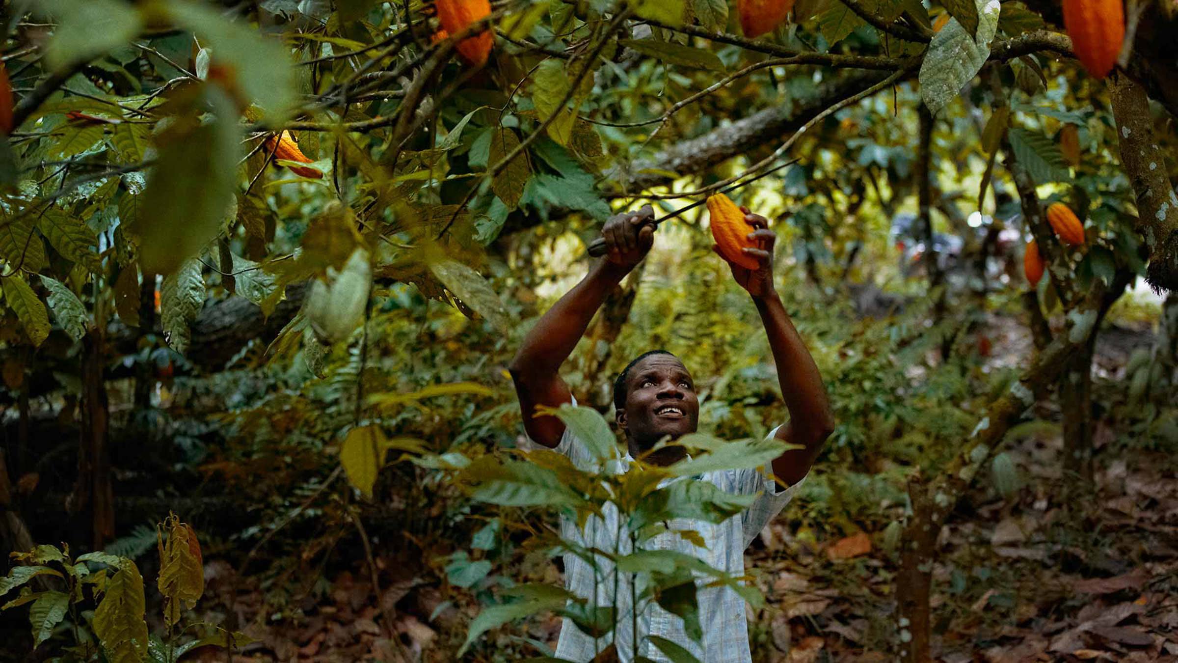 A man cutting down a cocoa pod from a tree