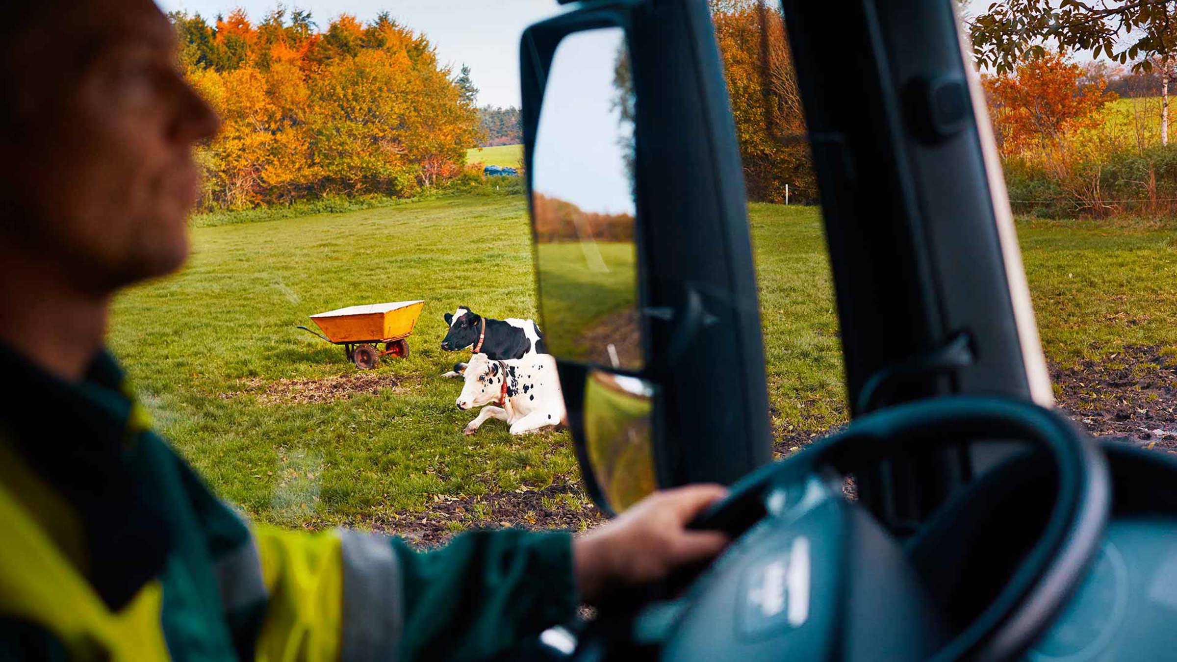 View from a van of cows laying in a field