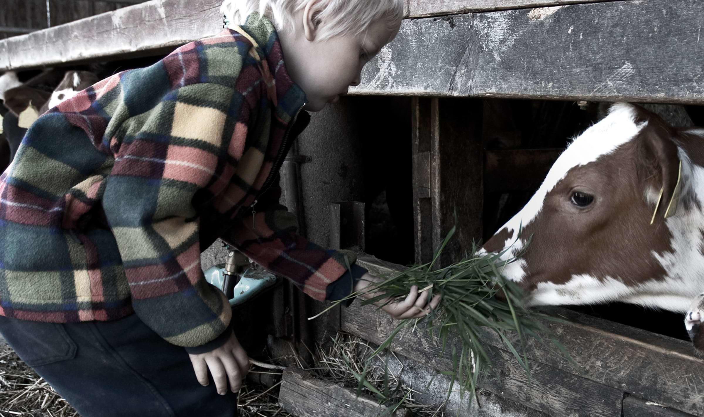 A child feeding grass to a cow