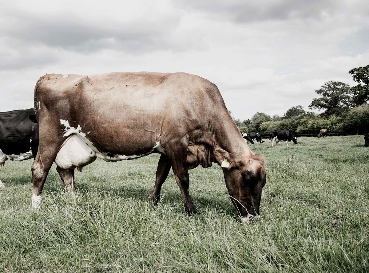 A cow grazing in a field