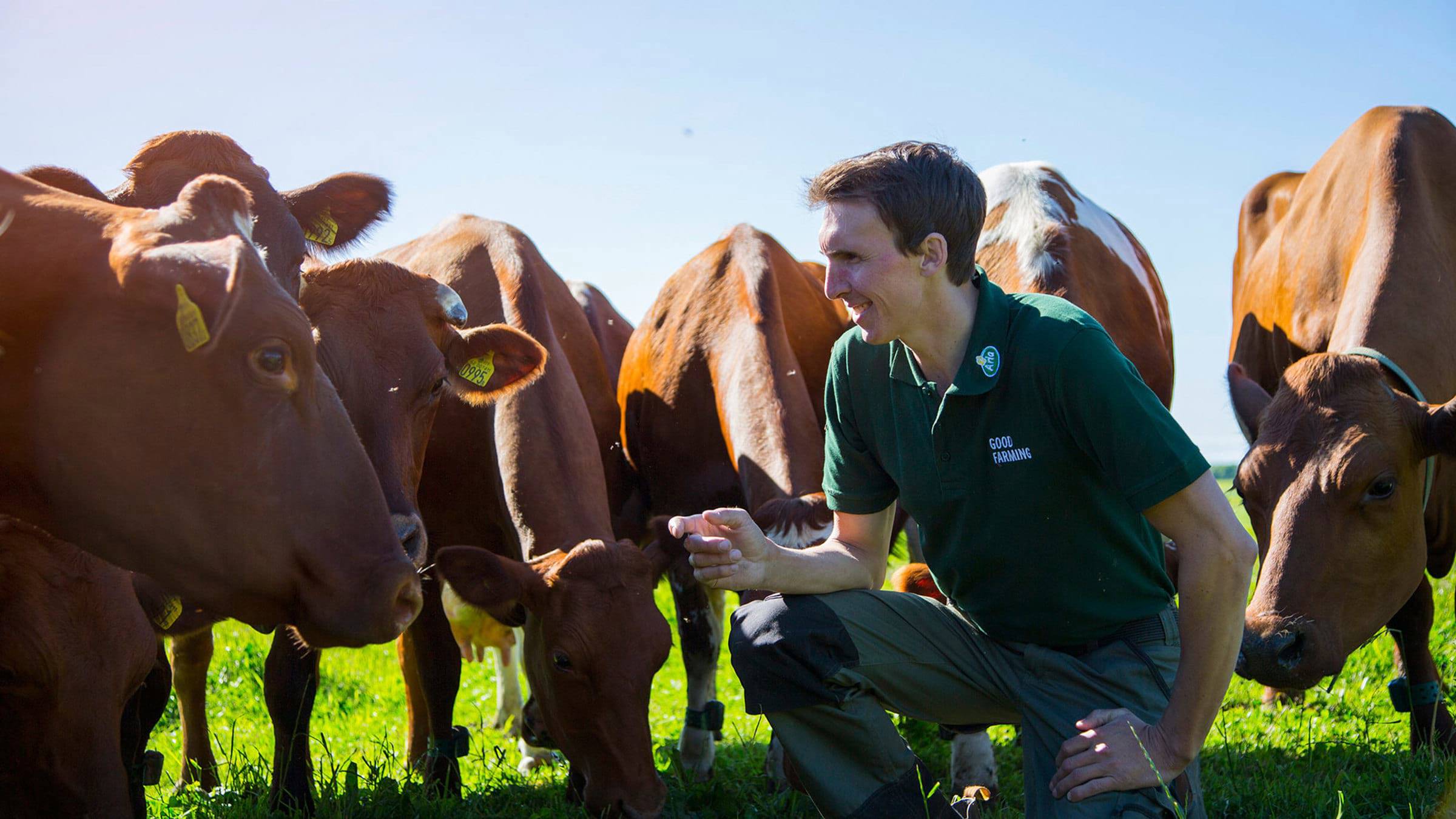 A farmer kneeling next to cows in a field