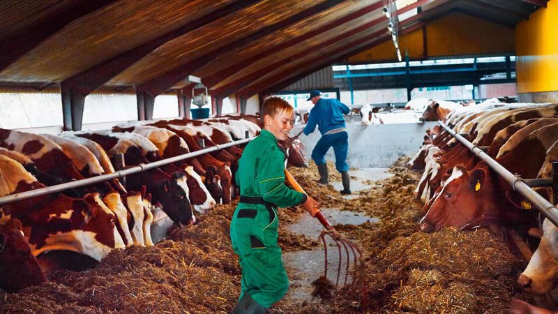 Farmers feeding cows in a barn