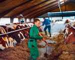 Farmers feeding cows in a barn