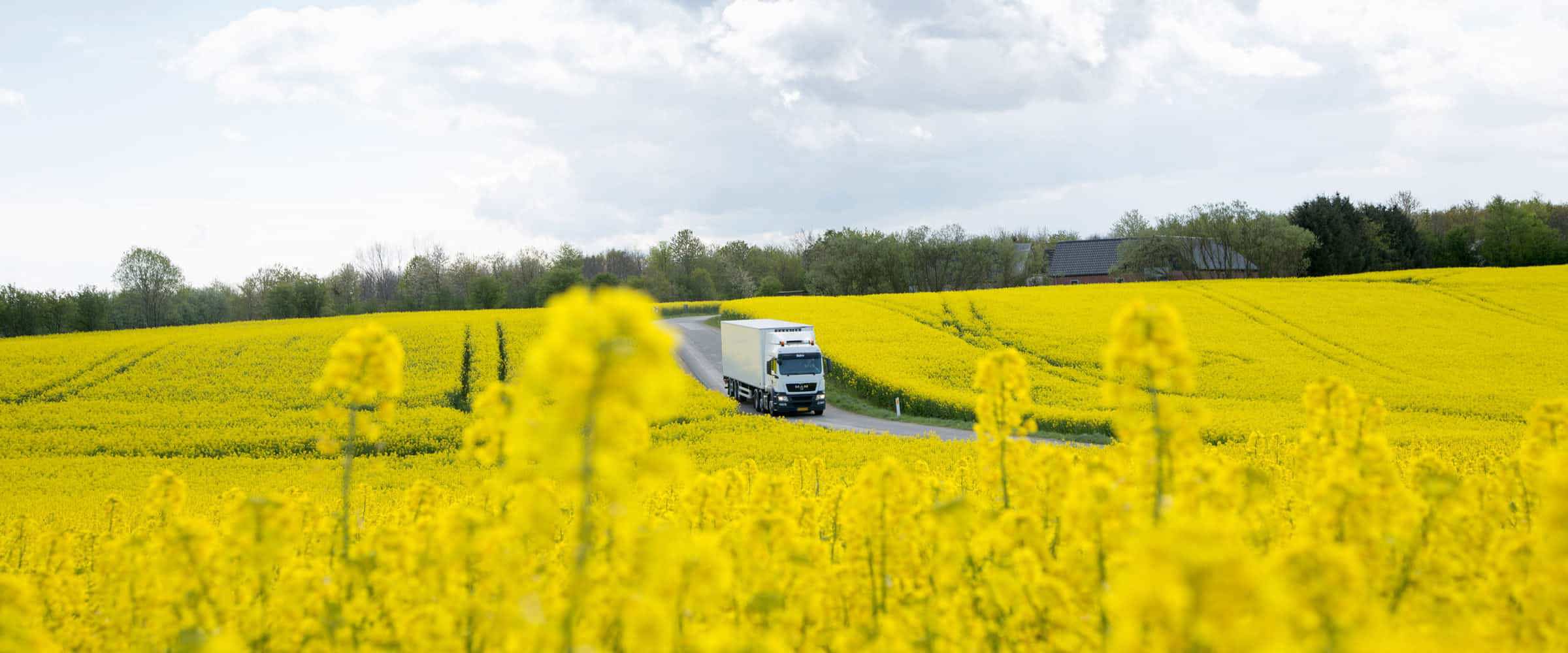 A truck driving through fields of yellow flowers