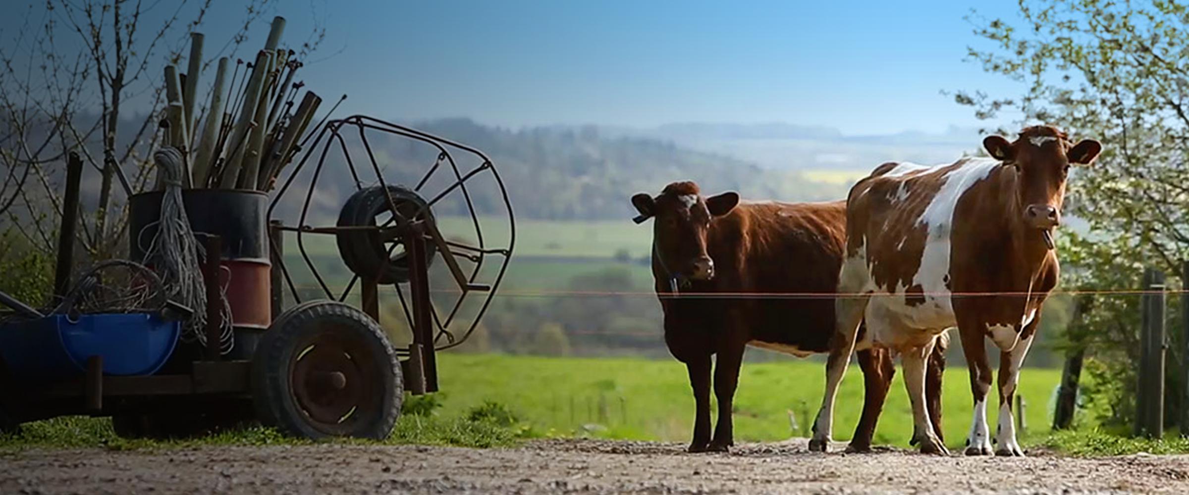 A pair of cows outside of a yard